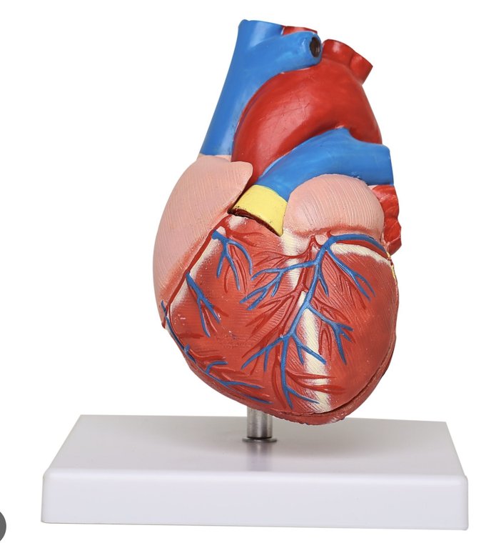 Anatomical heart model